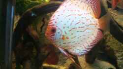 Besatz im Aquarium Becken 31764