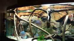 Aquarium Becken 31764