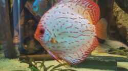 Besatz im Aquarium Becken 31764