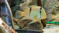 Besatz im Aquarium Becken 31764