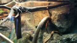 Dekoration im Aquarium Becken 31764