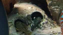 Besatz im Aquarium Becken 31764