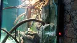 Dekoration im Aquarium Becken 31764