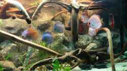 Besatz im Aquarium Becken 31764