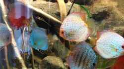 Besatz im Aquarium Becken 31764