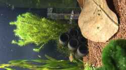 Besatz im Aquarium aquatlantis