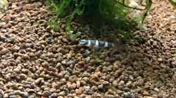 Besatz im Aquarium aquatlantis