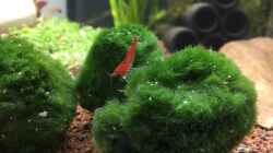 Besatz im Aquarium aquatlantis