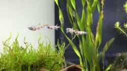 Besatz im Aquarium aquatlantis