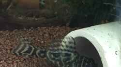 Besatz im Aquarium aquatlantis