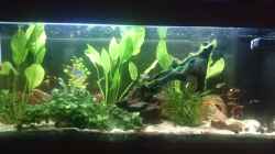 Aquarium Südamerika-Juwel Rio