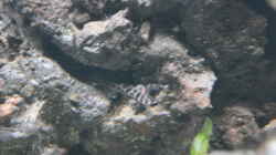 Hypancistrus sp. L399