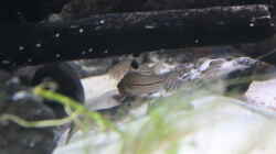 Corydoras trilineatus