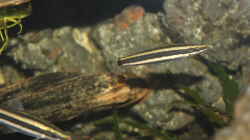 Anostomus ternetzi 