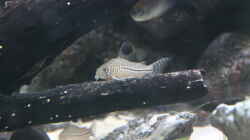 Corydoras trilineatus