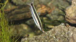 Anostomus ternetzi 