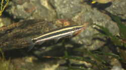 Anostomus ternetzi 