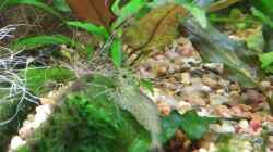 Amano-Garnele