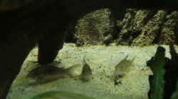 Corys Metall u. Leopard 