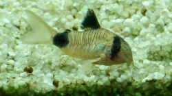 Corydoras panda