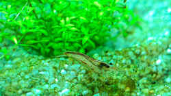 Caridina multidentata