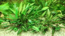 Cryptocoryne lutea