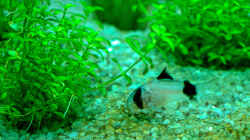 Corydoras panda