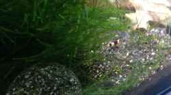 Besatz im Aquarium Black Bee