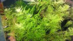 Myriophyllum mattogrossense