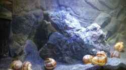 Dekoration im Aquarium a small one for the little one part II (aufgelöst)