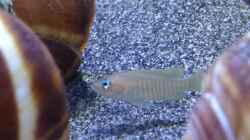 Besatz im Aquarium a small one for the little one part II (aufgelöst)