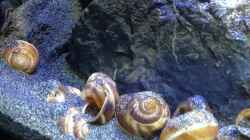 Besatz im Aquarium a small one for the little one part II (aufgelöst)