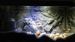 Aquarium a small one for the little one part II (aufgelöst)