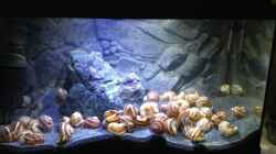 Dekoration im Aquarium a small one for the little one part II (aufgelöst)