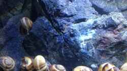 Dekoration im Aquarium a small one for the little one part II (aufgelöst)