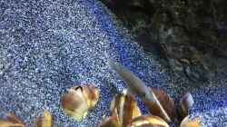 Besatz im Aquarium a small one for the little one part II (aufgelöst)