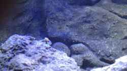 Pflanzen im Aquarium a small one for the little one part II (aufgelöst)