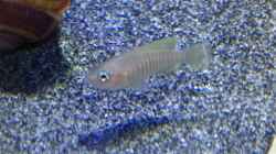 Besatz im Aquarium a small one for the little one part II (aufgelöst)