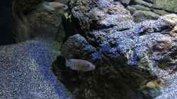 Besatz im Aquarium a small one for the little one part II (aufgelöst)