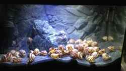 Aquarium a small one for the little one part II (aufgelöst)