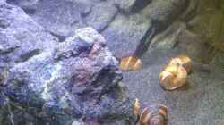 Aquarium a small one for the little one part II (aufgelöst)