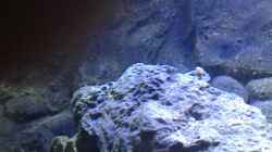 Pflanzen im Aquarium a small one for the little one part II (aufgelöst)