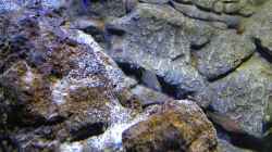Besatz im Aquarium a small one for the little one part II (aufgelöst)