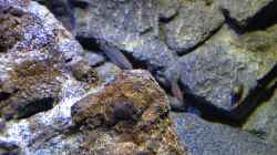 Besatz im Aquarium a small one for the little one part II (aufgelöst)