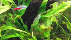 Besatz im Aquarium Becken 31996 (IKEA-Rollbox)