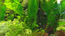 Besatz im Aquarium Becken 31996 (IKEA-Rollbox)