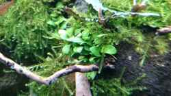 Anubias nana Bonsai