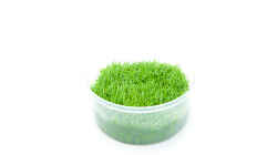 Utricularia graminifolia In vitro Quelle: InVitro-Shop.de