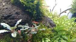Besatz im Aquarium Am Ende des Flusses