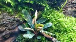 Pflanzen im Aquarium Am Ende des Flusses